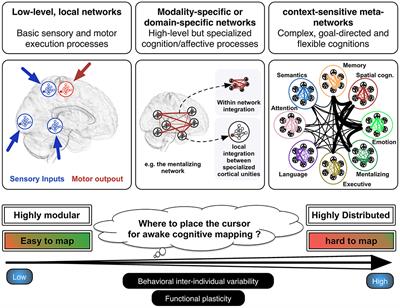 Should Complex Cognitive Functions Be Mapped With Direct Electrostimulation in Wide-Awake Surgery? A Network Perspective